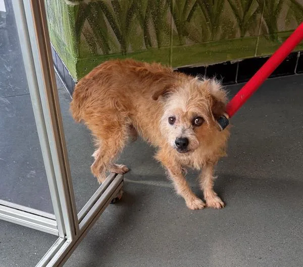 An adult small-sized male Terrier dog named Pen for adoption in Lawrenceville, GA