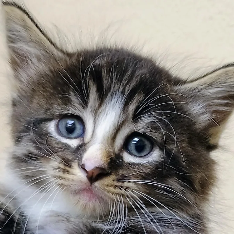 A baby small-sized male Brown / Chocolate Domestic Medium Hair cat named Tyson for adoption in Palestine, TX