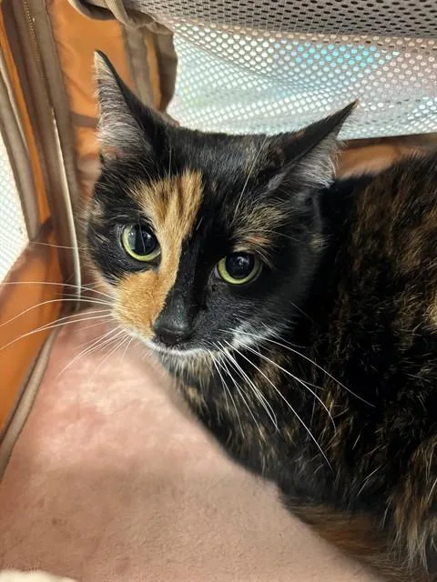 An adult small-sized female Domestic Short Hair cat named Canary for adoption in Leesburg, VA