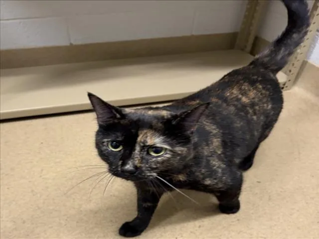An adult medium-sized female Domestic Short Hair cat named Tennessee for adoption in Derwood, MD