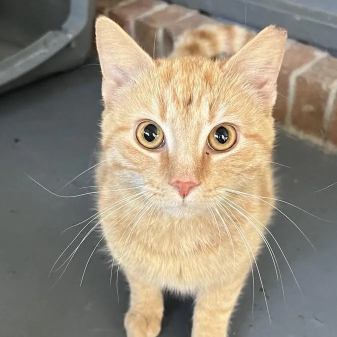 An adult medium-sized male Orange / Red American Shorthair cat named Solo for adoption in Freeport, FL