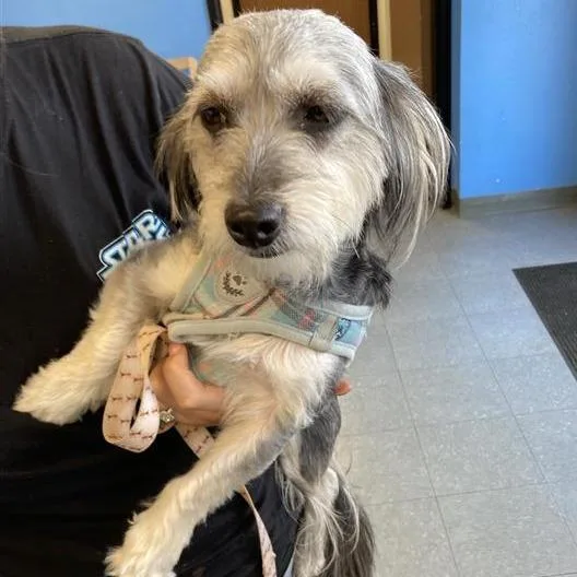 An adult small-sized female Gray / Blue / Silver Maltese dog named Suki for adoption in Hawthorne, CA