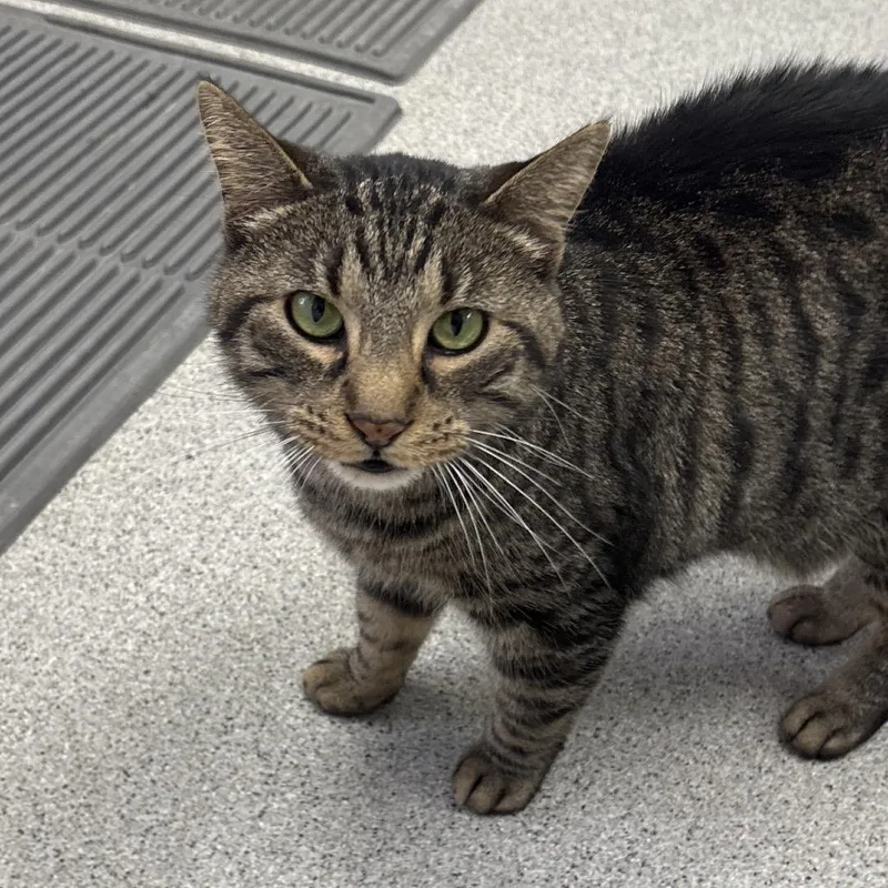 An adult large-sized male Brown / Chocolate Domestic Short Hair cat named Leo for adoption in Naperville, IL