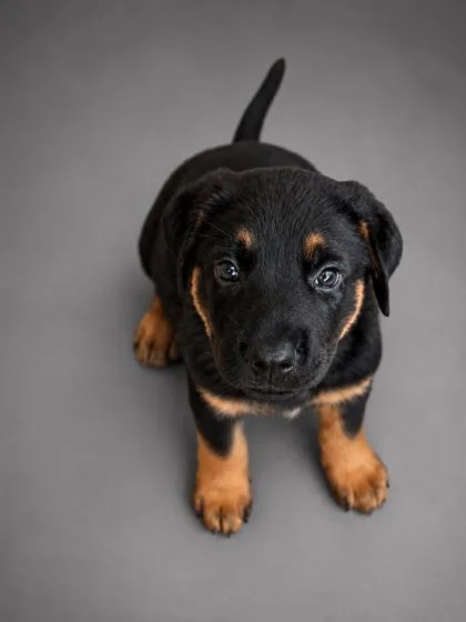 A young small-sized male Hound dog named Lima Bean  Smallwood for adoption in Bowling Green, KY