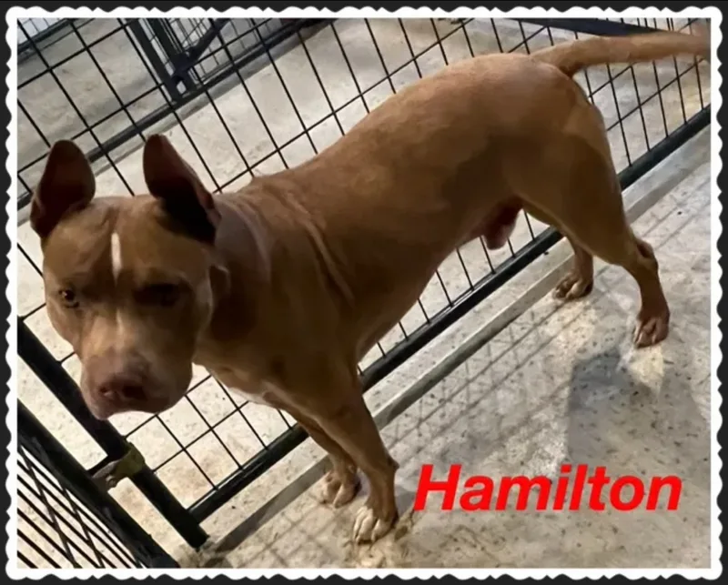 An adult large-sized male Pit Bull Terrier dog named Hamilton for adoption in Canyon, TX