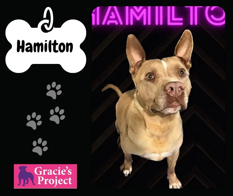 Hamilton thumbnail 2