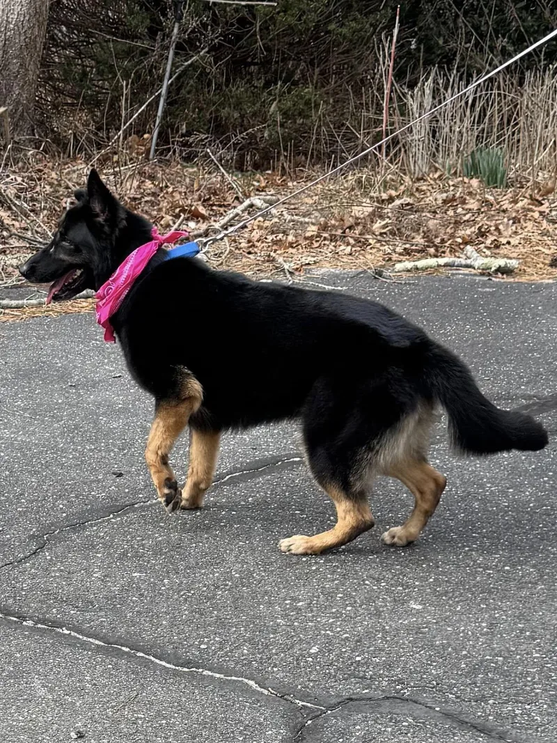 An adult large-sized female German Shepherd Dog dog named Aksana for adoption in Old Westbury, NY