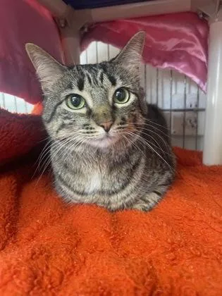 An adult medium-sized female Domestic Short Hair cat named Lucy for adoption in Key West, FL