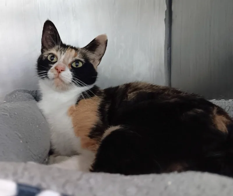 A young medium-sized female Domestic Short Hair cat named Callie for adoption in New Braunfels, TX
