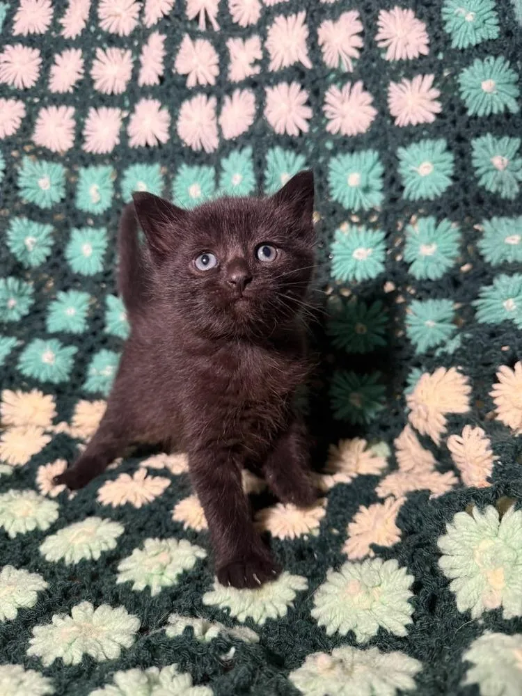 A baby small-sized male Black Domestic Short Hair cat named Goji Berry for adoption in Evansville, IN