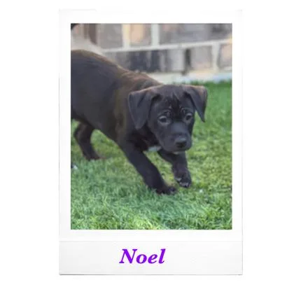 Noel
