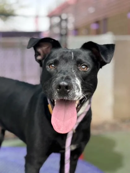 An adult medium-sized male Mixed Breed dog named Oreo for adoption in El Paso, TX