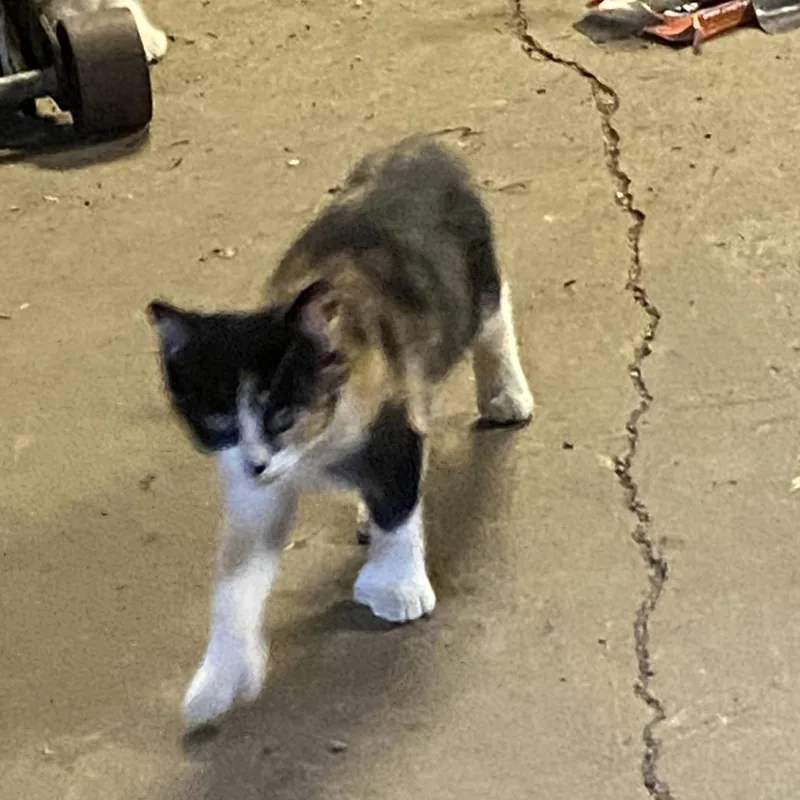 A baby small-sized female Calico Domestic Short Hair cat named Sonnet for adoption in Rochester, MN