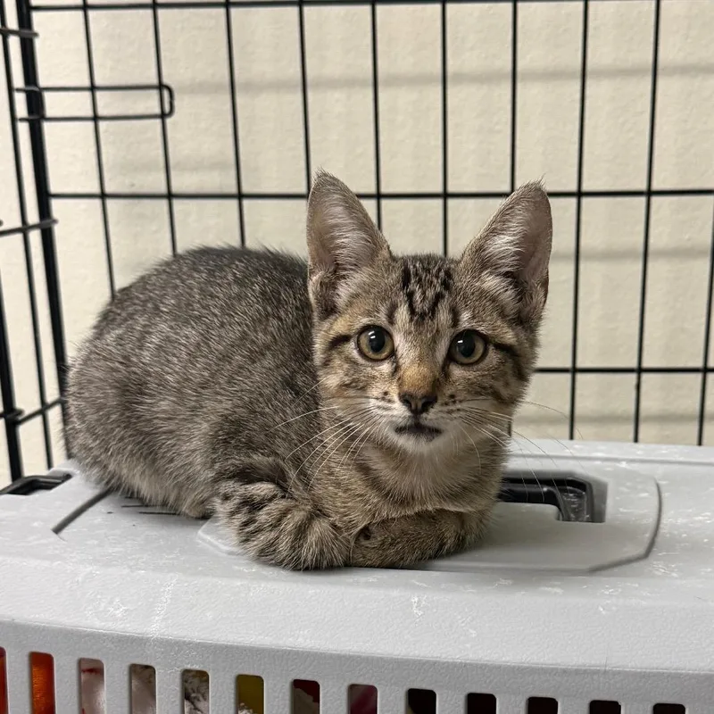 A baby small-sized female Brown / Chocolate Domestic Short Hair cat named Sofia for adoption in Houston, TX