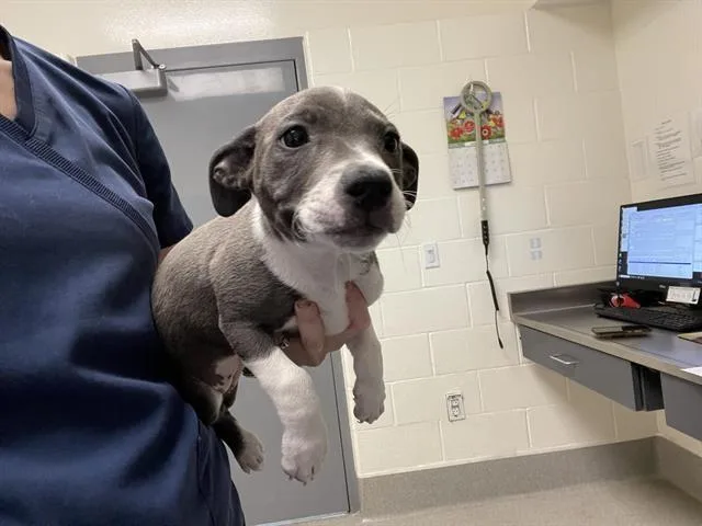 A baby small-sized female Pit Bull Terrier dog named Theodora for adoption in Auburn, CA