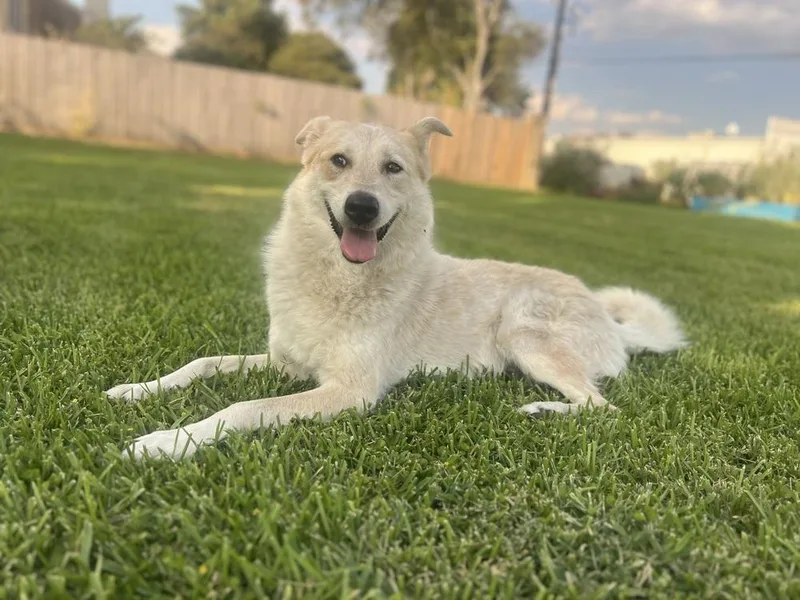 An adult medium-sized female White / Cream Australian Shepherd dog named Jubal for adoption in Brookshire, TX