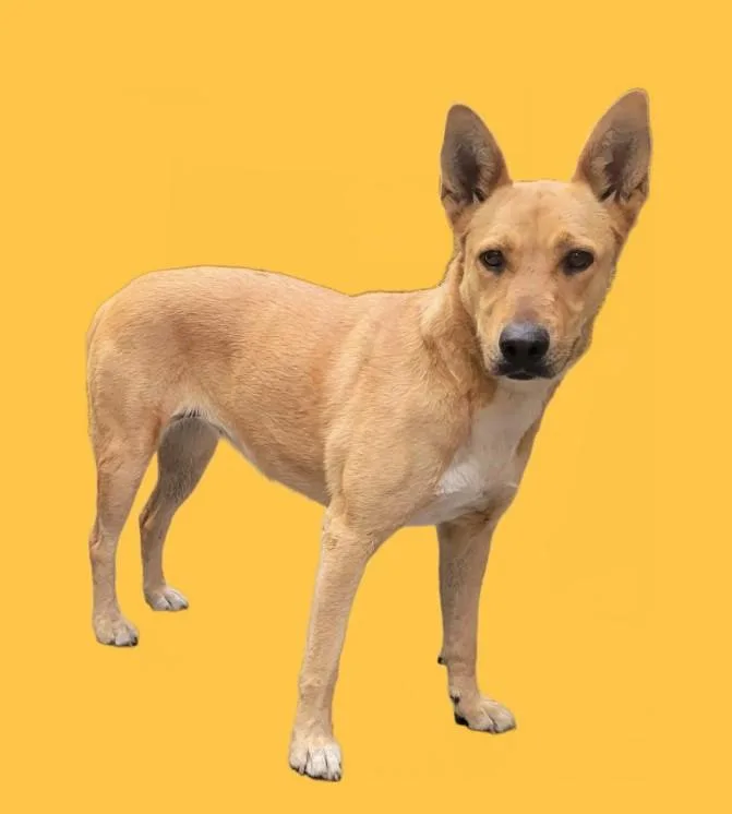 An adult large-sized female German Shepherd Dog dog named Lime for adoption in Los Angeles, CA