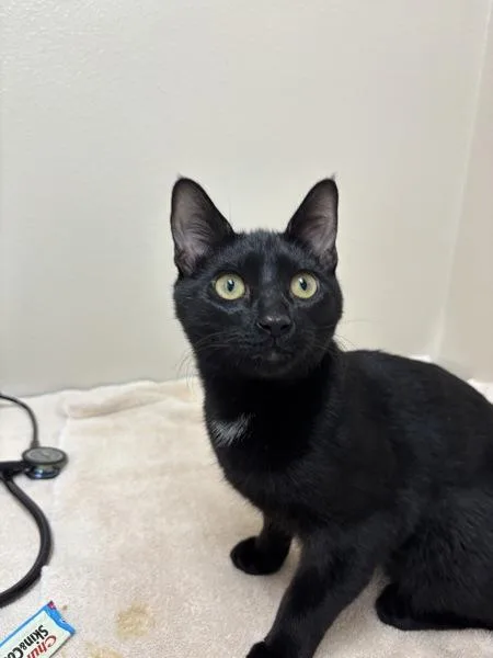 A young small-sized male Domestic Short Hair cat named Ace for adoption in Sherwood, OR