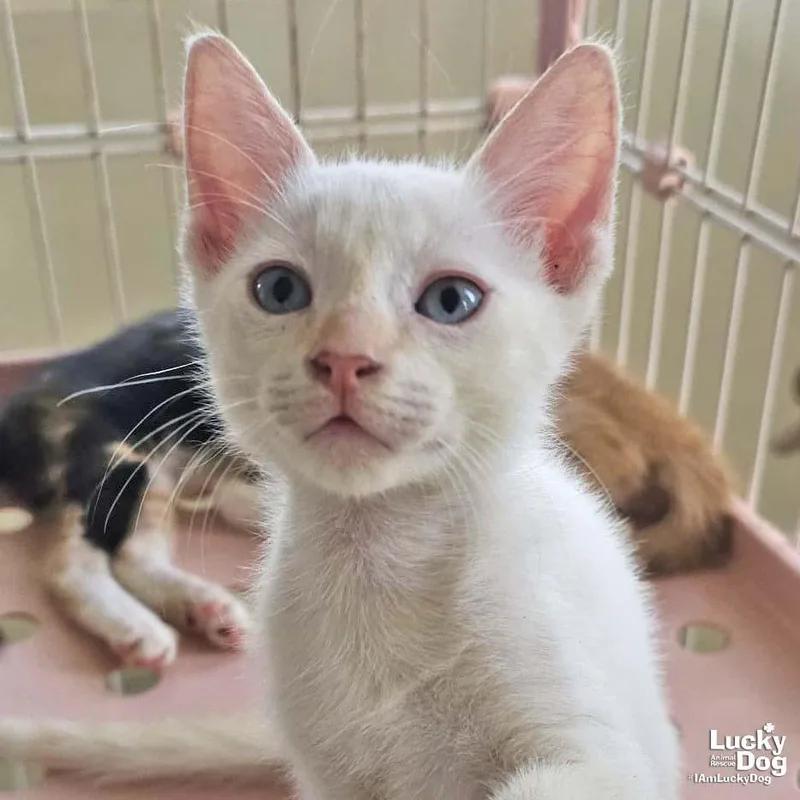 A baby medium-sized male White Domestic Short Hair cat named Gandit for adoption in Washington, DC