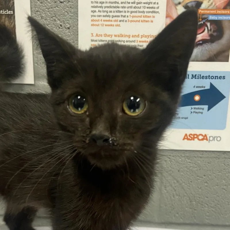 A baby small-sized female Black Domestic Short Hair cat named Jayda for adoption in Allentown, PA
