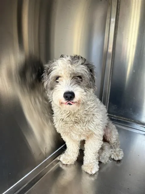 A young small-sized male Mixed Breed dog named Harley for adoption in Dallas, TX