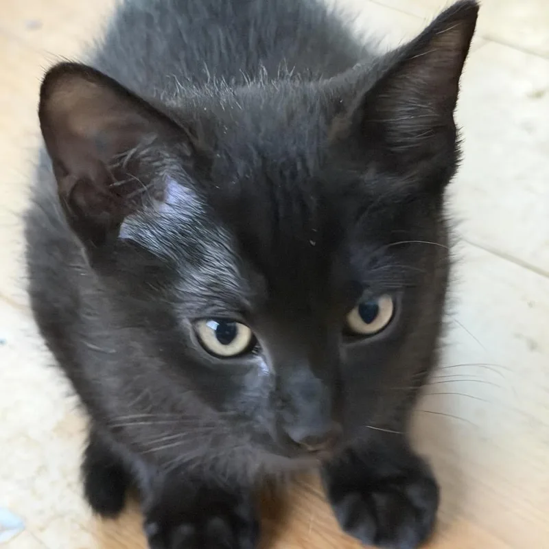 A baby small-sized male Black Domestic Short Hair cat named Scruffhorn for adoption in Houston, TX