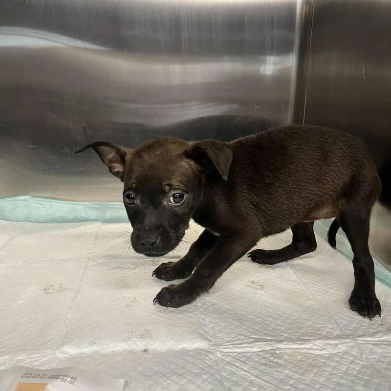 A baby small-sized female Black Mixed Breed dog named Porsche for adoption in Alexandria, VA