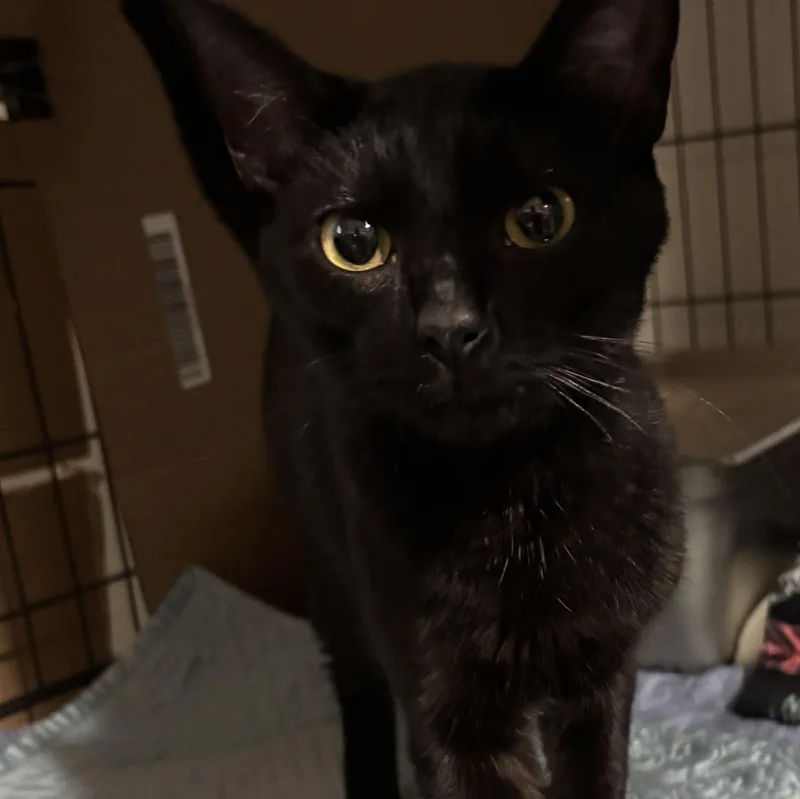 A baby medium-sized female Black Domestic Short Hair cat named Ruth for adoption in Pittsburgh, PA