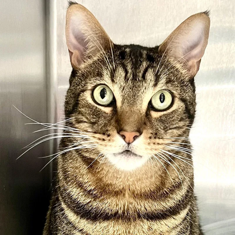 An adult extra large-sized male Brown / Chocolate Domestic Short Hair cat named London Sky for adoption in Oakland, CA