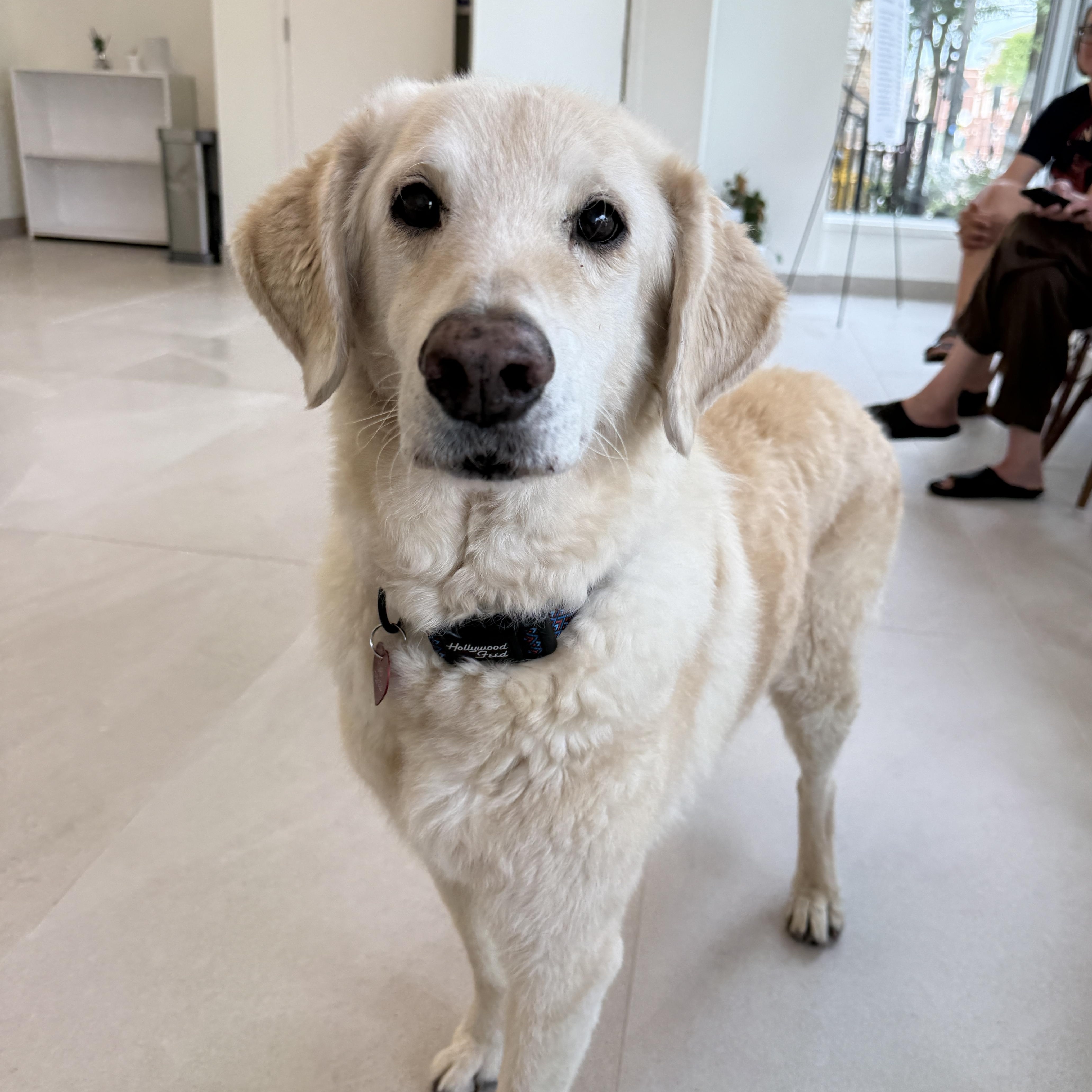 A senior large-sized male Chesapeake Bay Retriever dog named Charlie for adoption in Evanston, IL