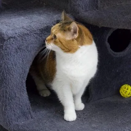 Daisy Mae thumbnail 2