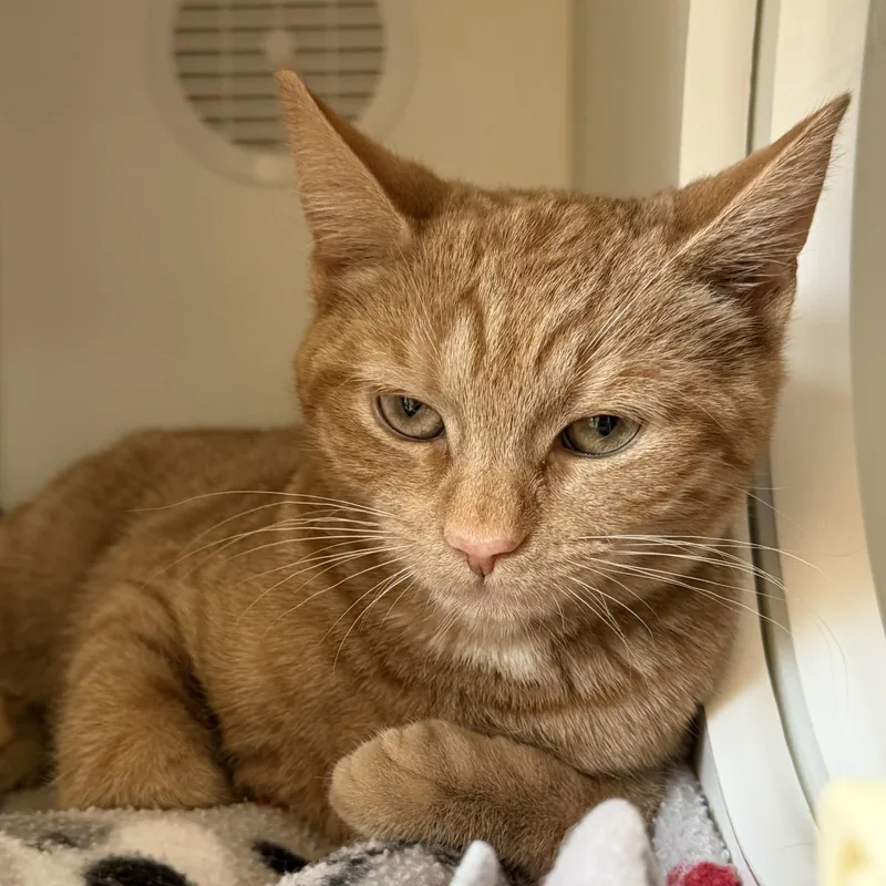A baby medium-sized female Tabby (Orange / Red) Domestic Short Hair cat named Phoenix for adoption in Libertyville, IL