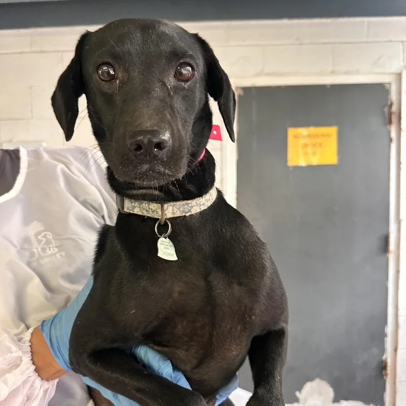 Fruitcake thumbnail 3