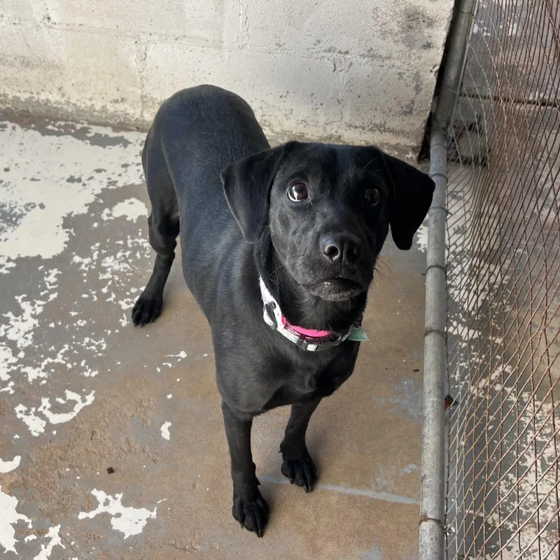 Fruitcake thumbnail 4