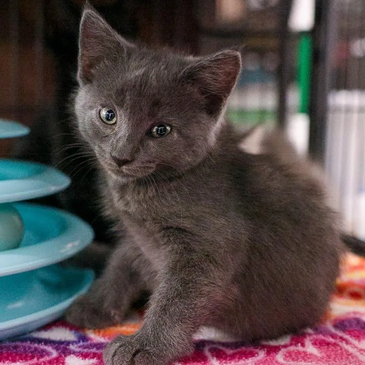 A baby small-sized female Gray / Blue / Silver Domestic Medium Hair cat named Destroyer for adoption in Bradenton, FL