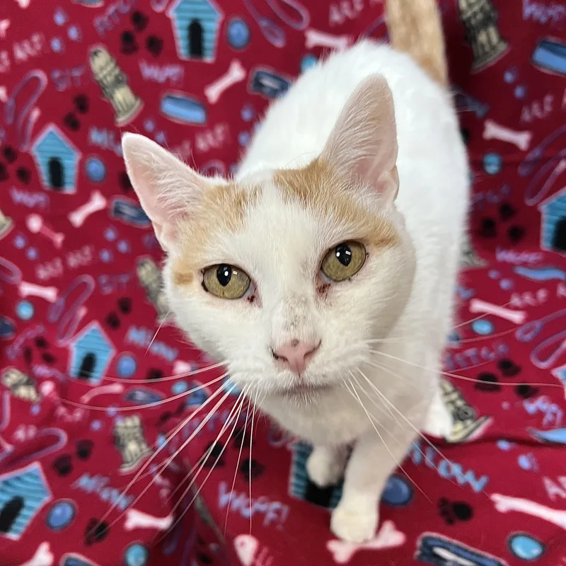 An adult medium-sized female Orange & White Domestic Short Hair cat named Milly for adoption in Fairmont, MN