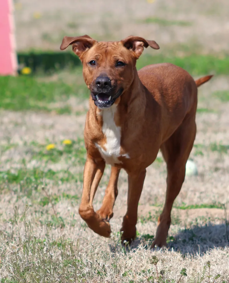 An adult medium-sized female Labrador Retriever dog named Nina for adoption in Appling, GA