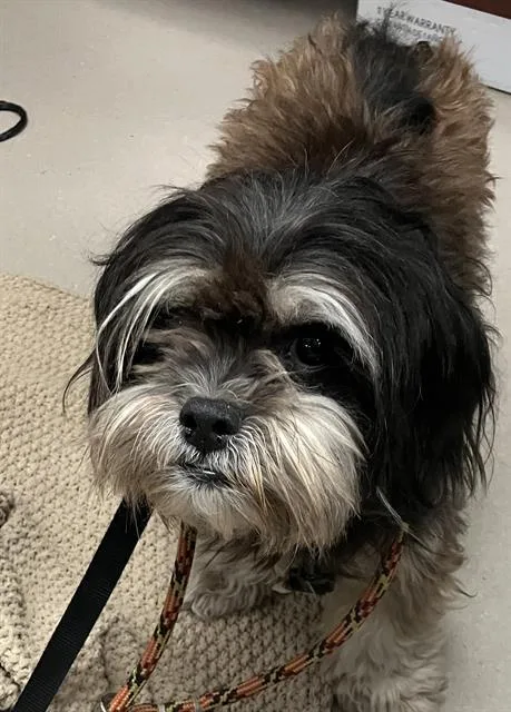 An adult small-sized male Mixed Breed dog named Cardi for adoption in Dallas, TX