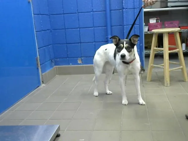 An adult medium-sized female Labrador Retriever dog named Blanca for adoption in Albuquerque, NM