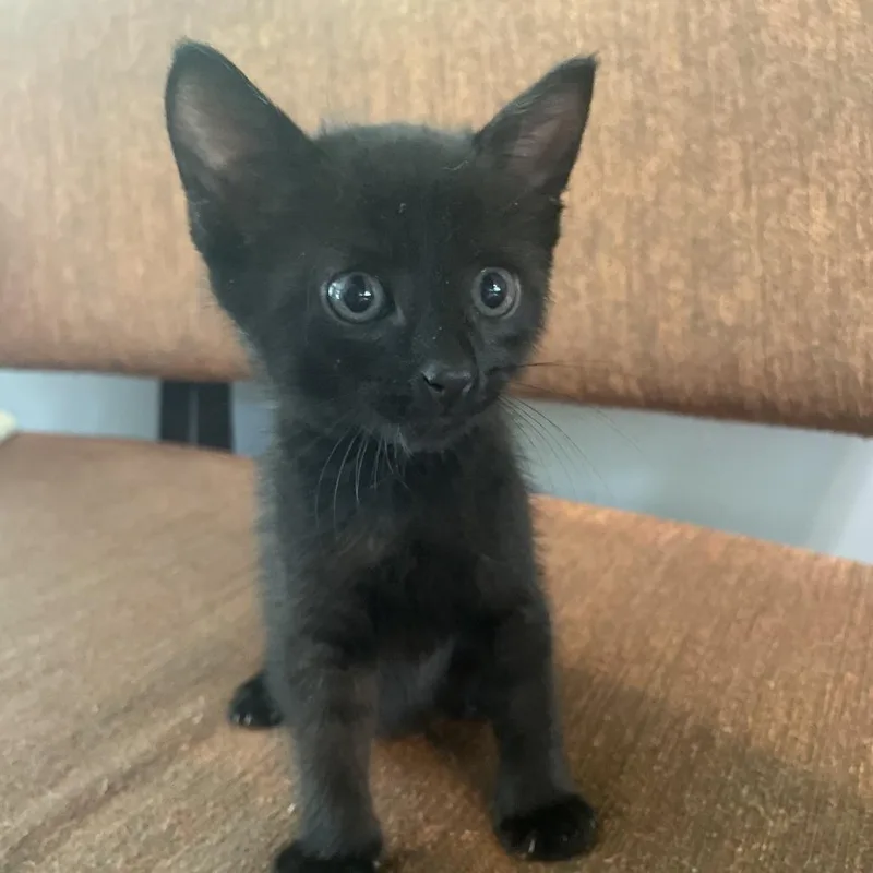 A baby small-sized male Black Domestic Short Hair cat named Droppy for adoption in Bradenton, FL