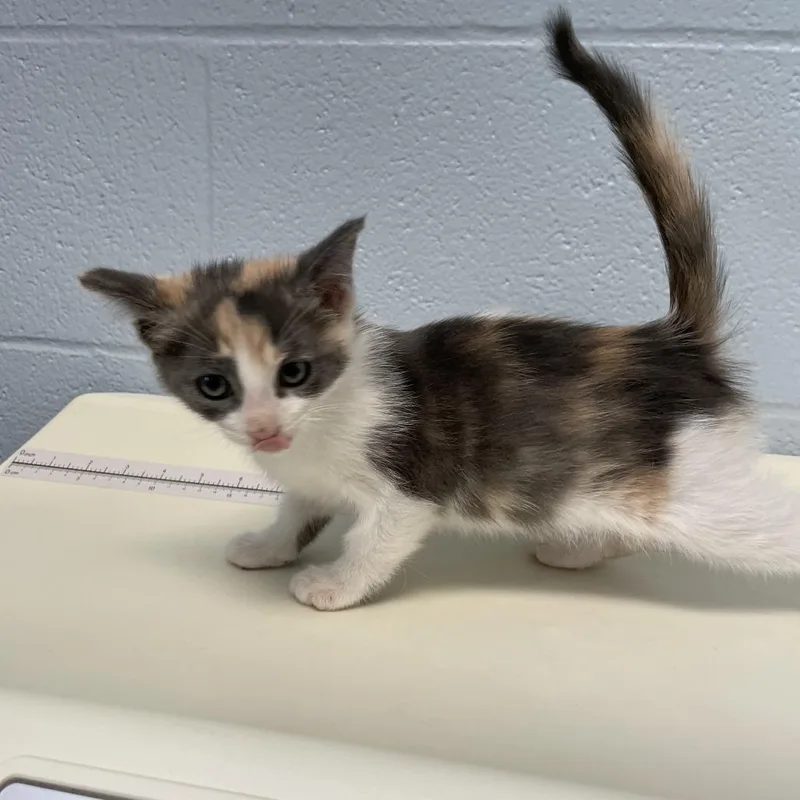 A baby small-sized female Black Domestic Short Hair cat named Windchime for adoption in Carencro, LA