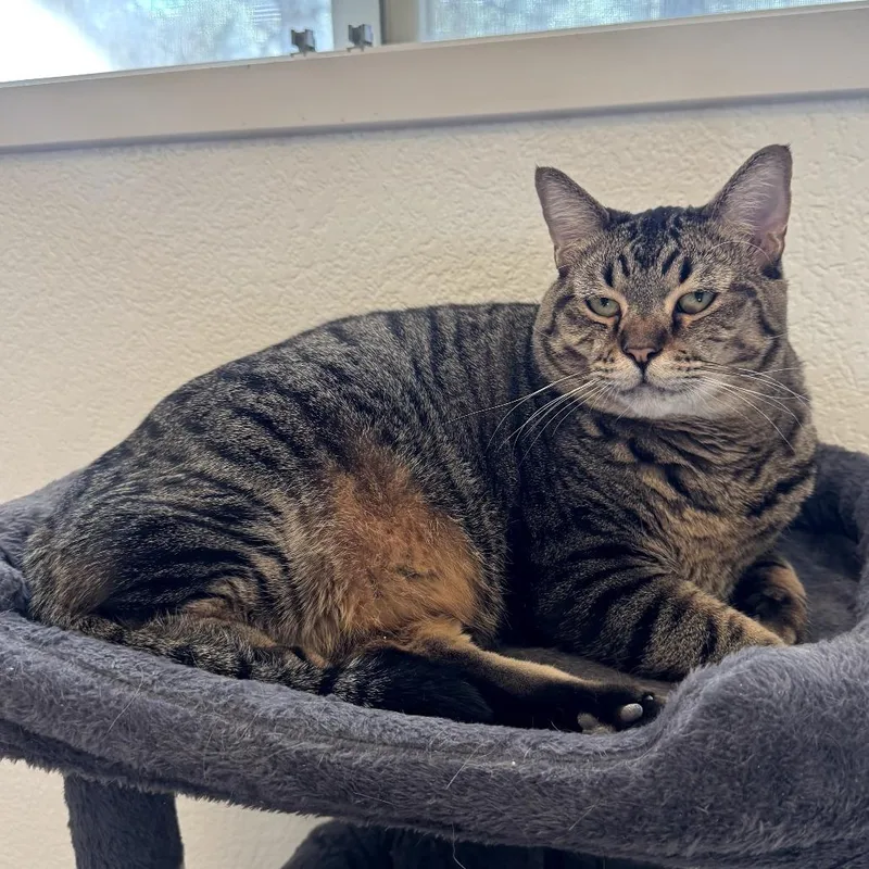 An adult small-sized male Brown / Chocolate Domestic Short Hair cat named Como for adoption in Las Vegas, NV