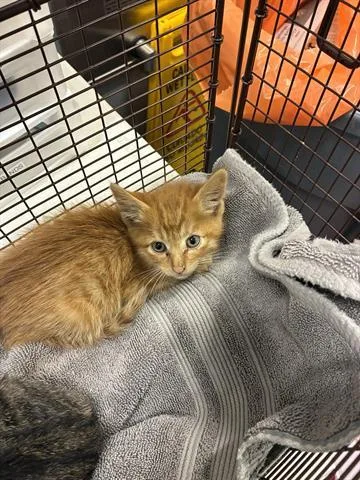 A baby small-sized male Domestic Short Hair cat named Snickers for adoption in San Martin, CA