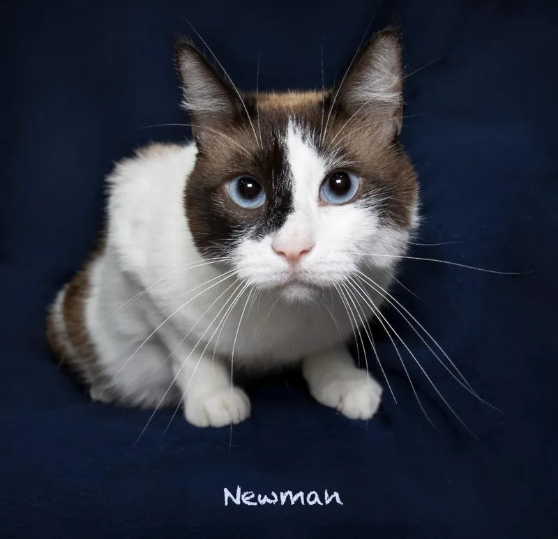 Newman thumbnail 2