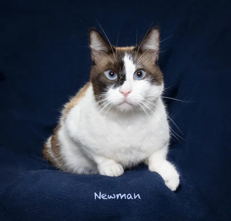 Newman thumbnail 3