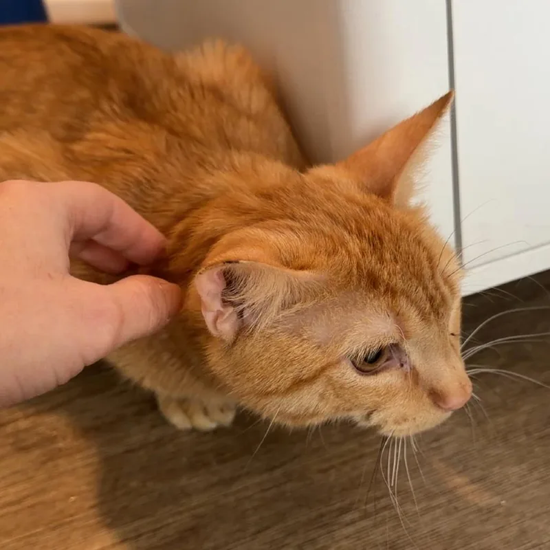 Shamrock thumbnail 2