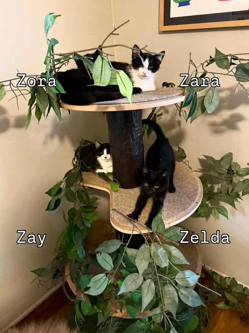 Zay thumbnail 2