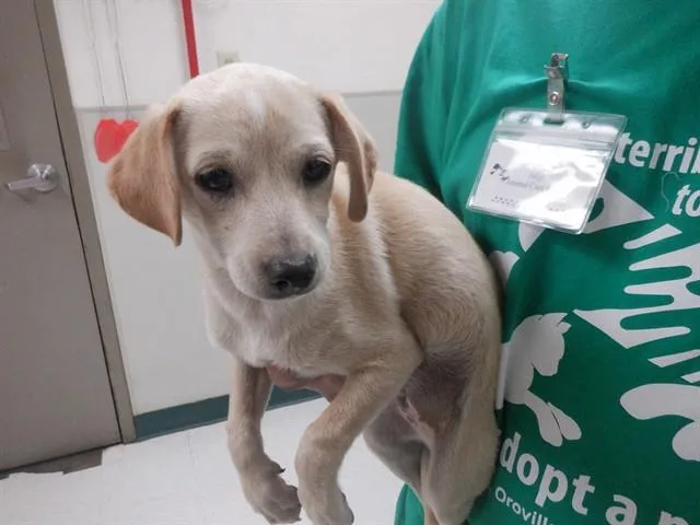 A baby small-sized male Chihuahua dog named Bernie for adoption in Oroville, CA