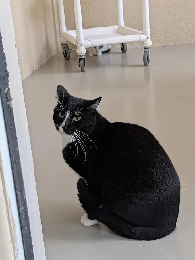 An adult large-sized male Black & White / Tuxedo Domestic Short Hair cat named Stanley for adoption in Sonoita, AZ