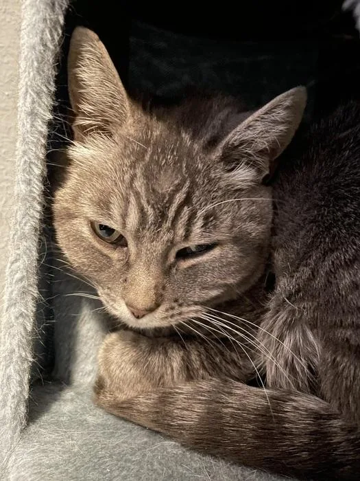 An adult medium-sized female Domestic Short Hair cat named Ash for adoption in Denver, CO